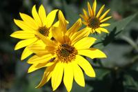 2013. �szi Programok