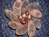 M�gusok boszork�nyok